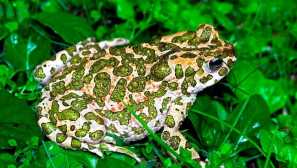 Зелена жаба