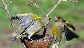 Sexushka обикновен