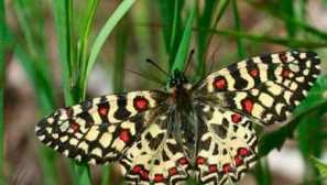 Стериита испански