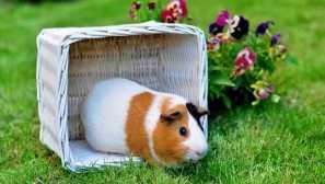 Животно в къщата