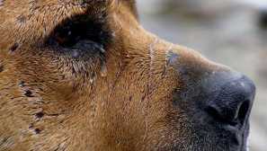 Животни, които наистина плачат - снимки