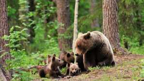 Животински свят на taiga forest