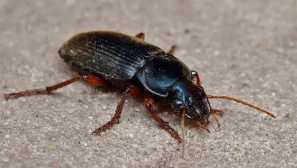 Бръмбарите, подобни на хлебарки, не представляват опасност