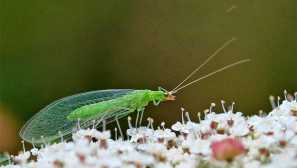 Златпред на злото