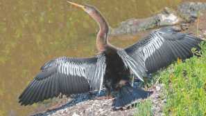 Американска змия