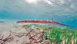 Плаваща морска игла