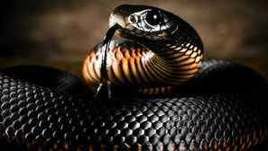 Snake black mamba: начин на живот и местообитание