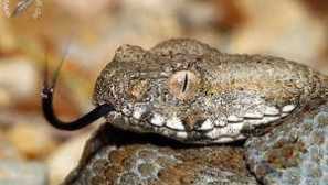 Змия гурза - начин на живот, храна, репродукция - отрова гурца