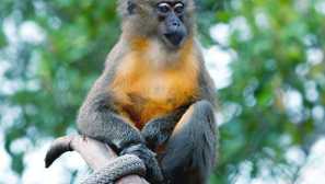 Златен мангоб