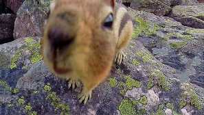 Златен суслик